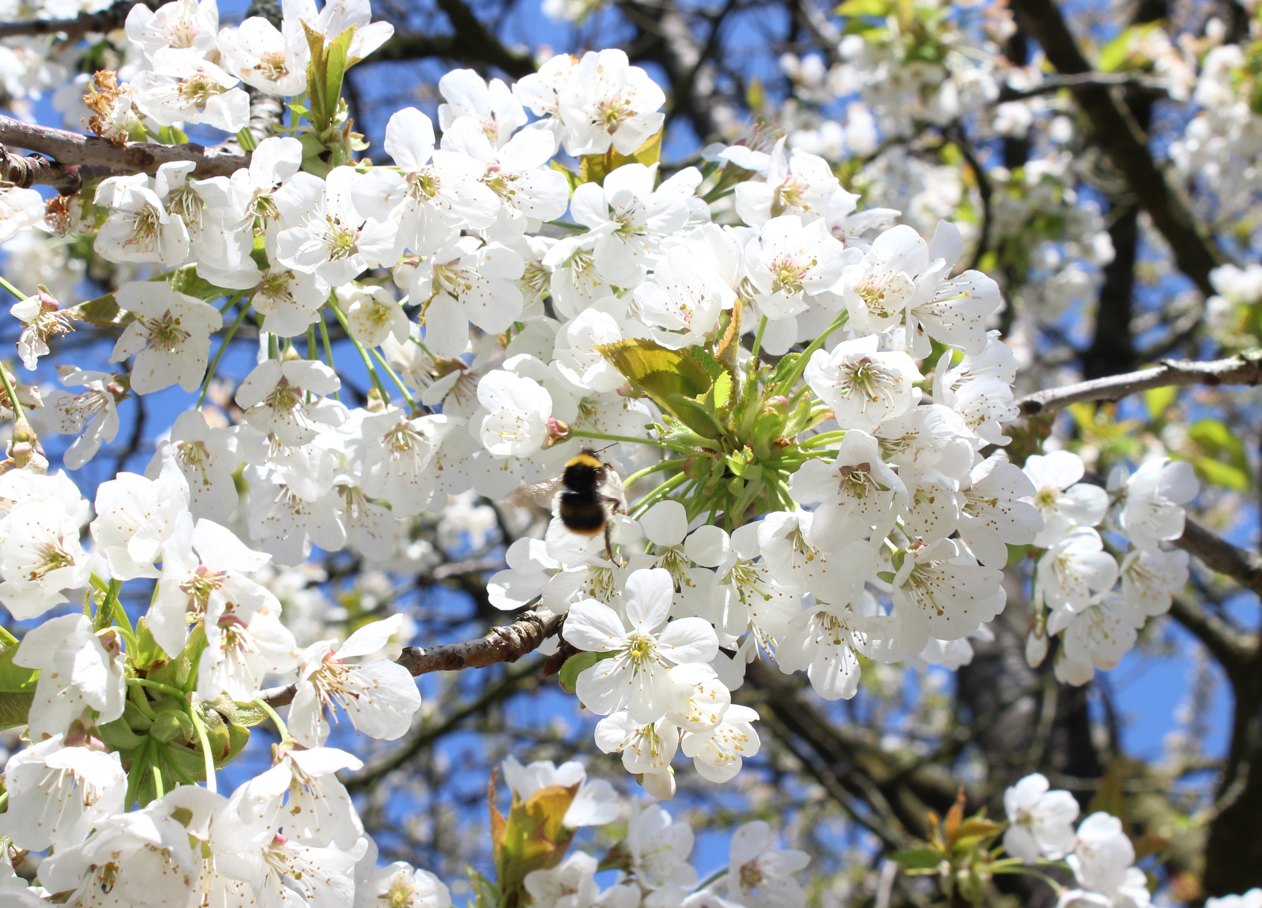 Kirschblüte und auf einer Blüte sitzt eine Hummel.