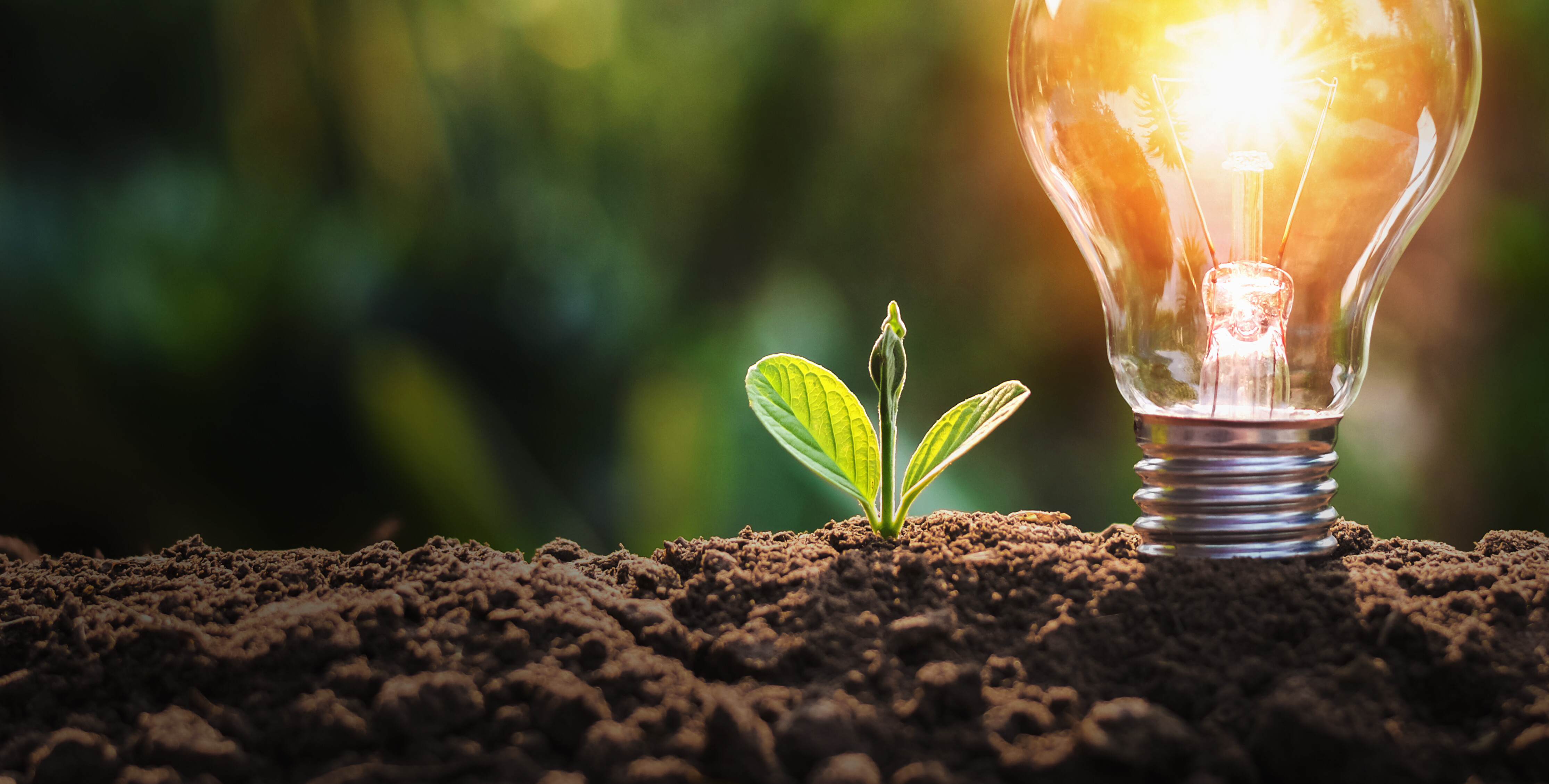 In einem Erdhaufen steckt eine leuchtende Glühbirne neben einer kleinen grünen Jungpflanze.