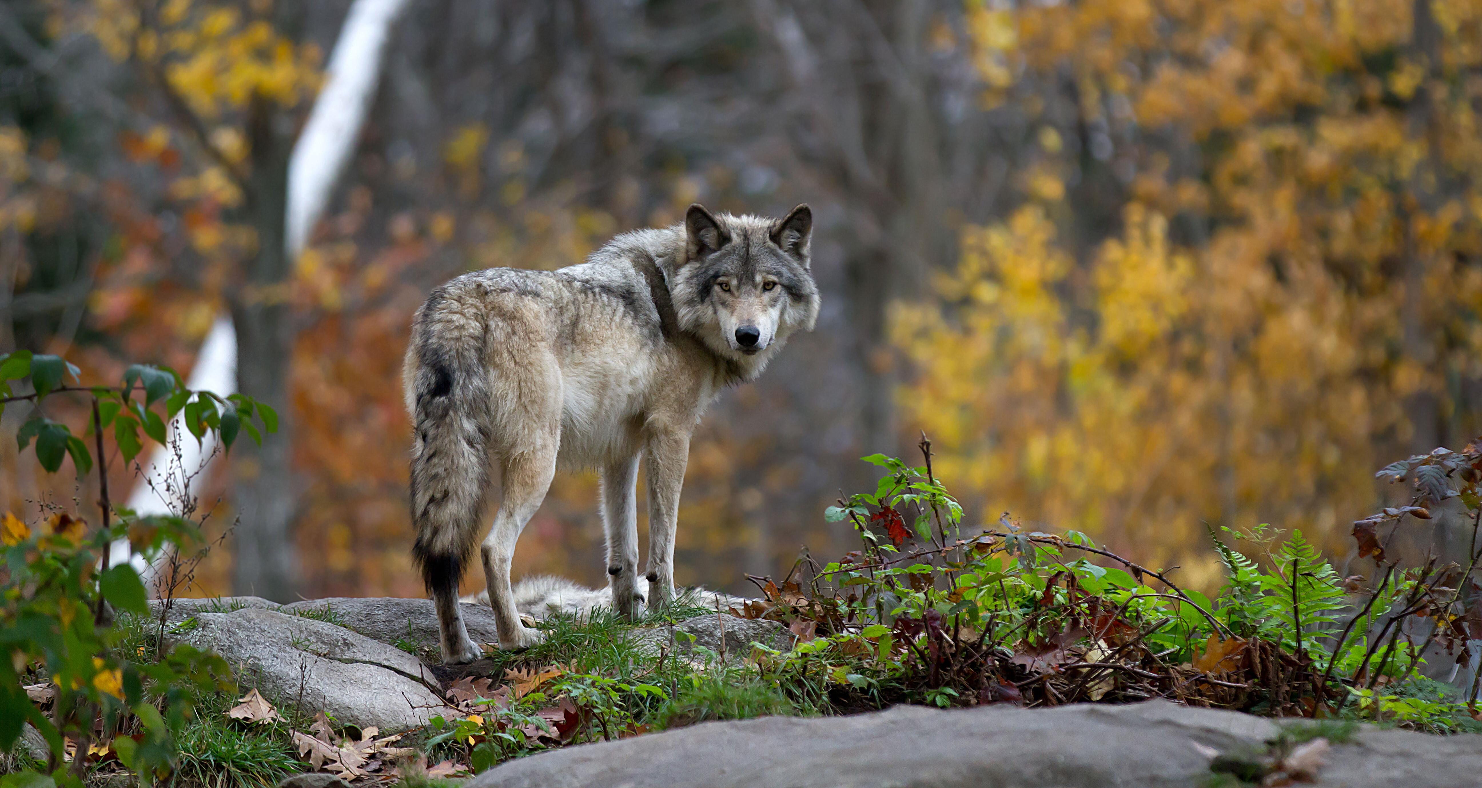 Ein ausgestopfter Wolf in einem Museum.