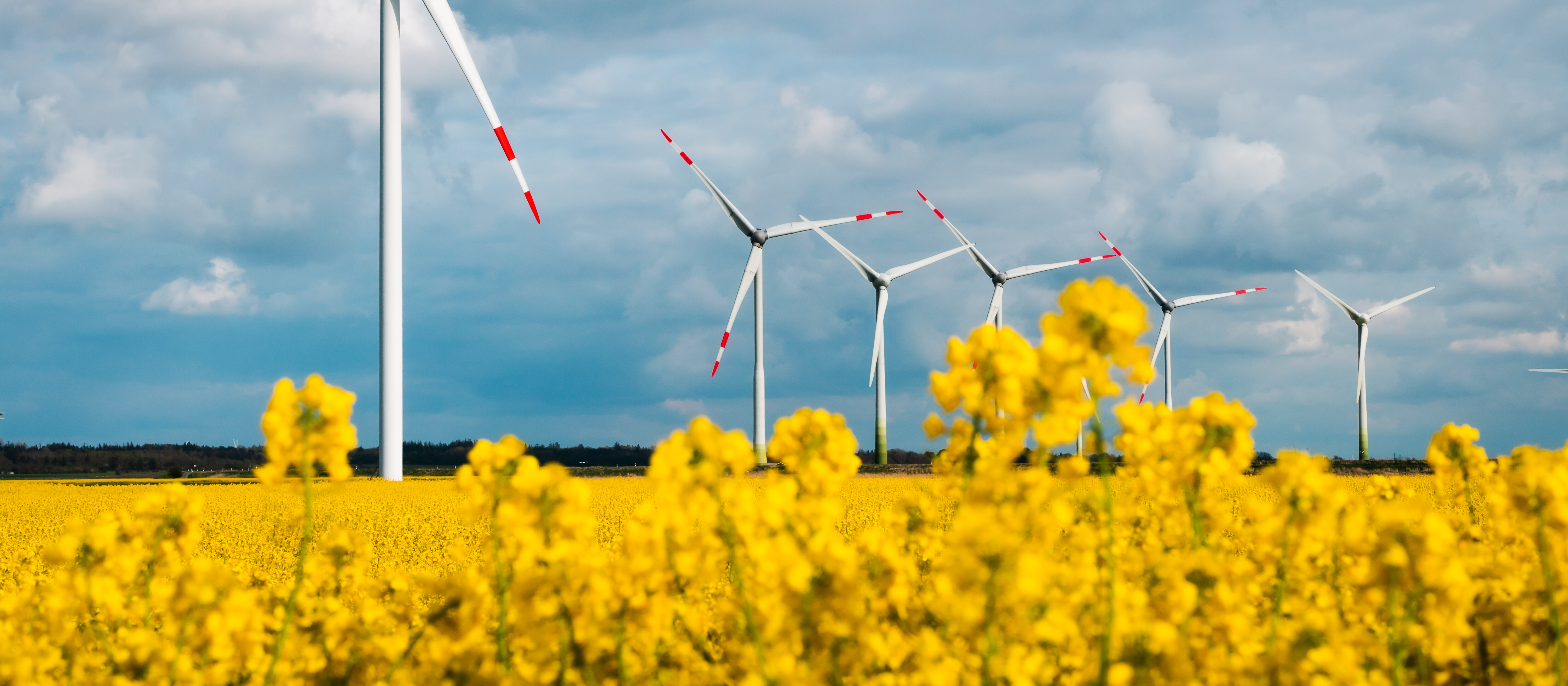 Windkraftanlagen im Rapsfeld