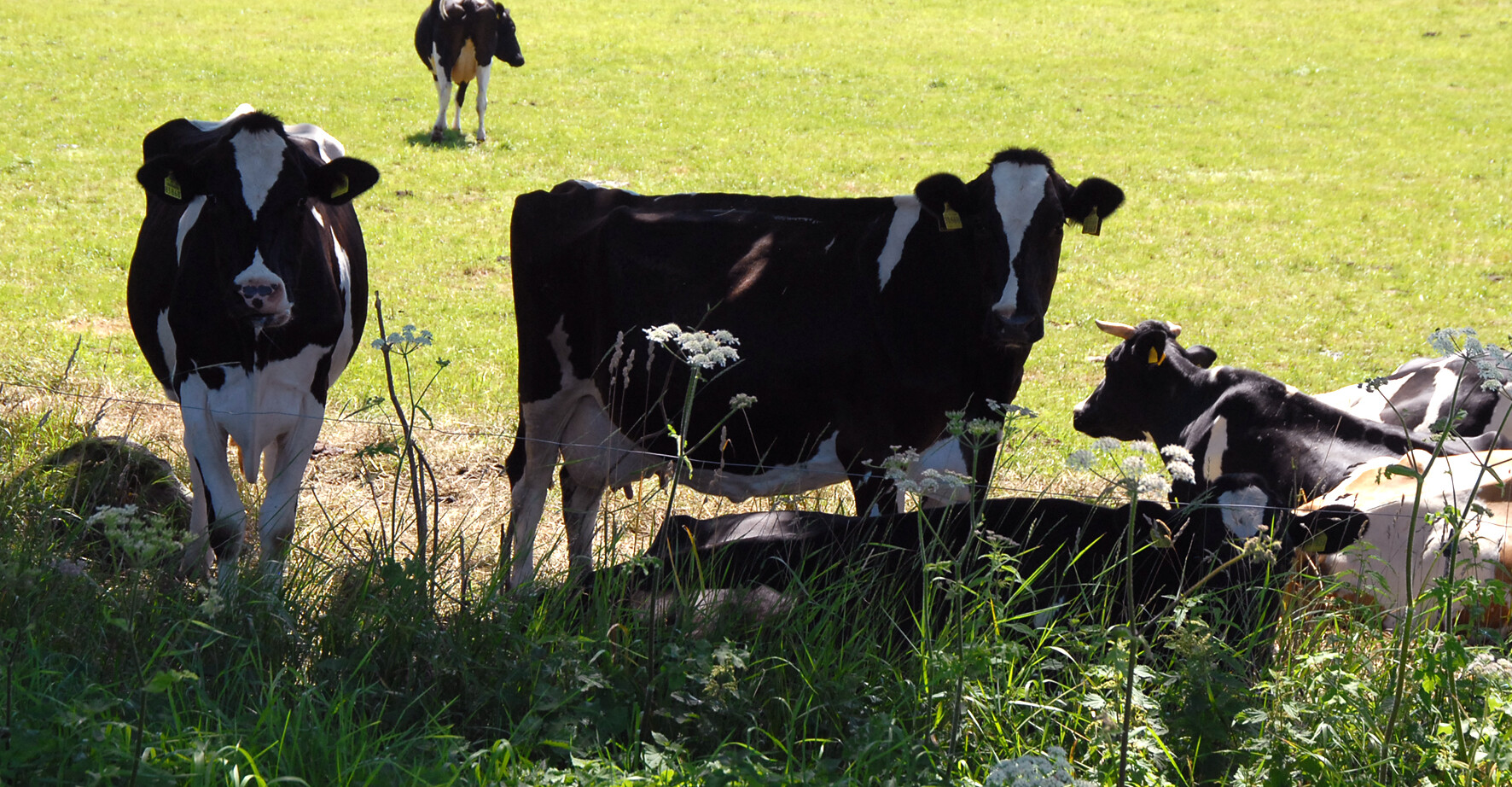 Eine Hühnergruppe im abgesperrten Freilaufgelände.