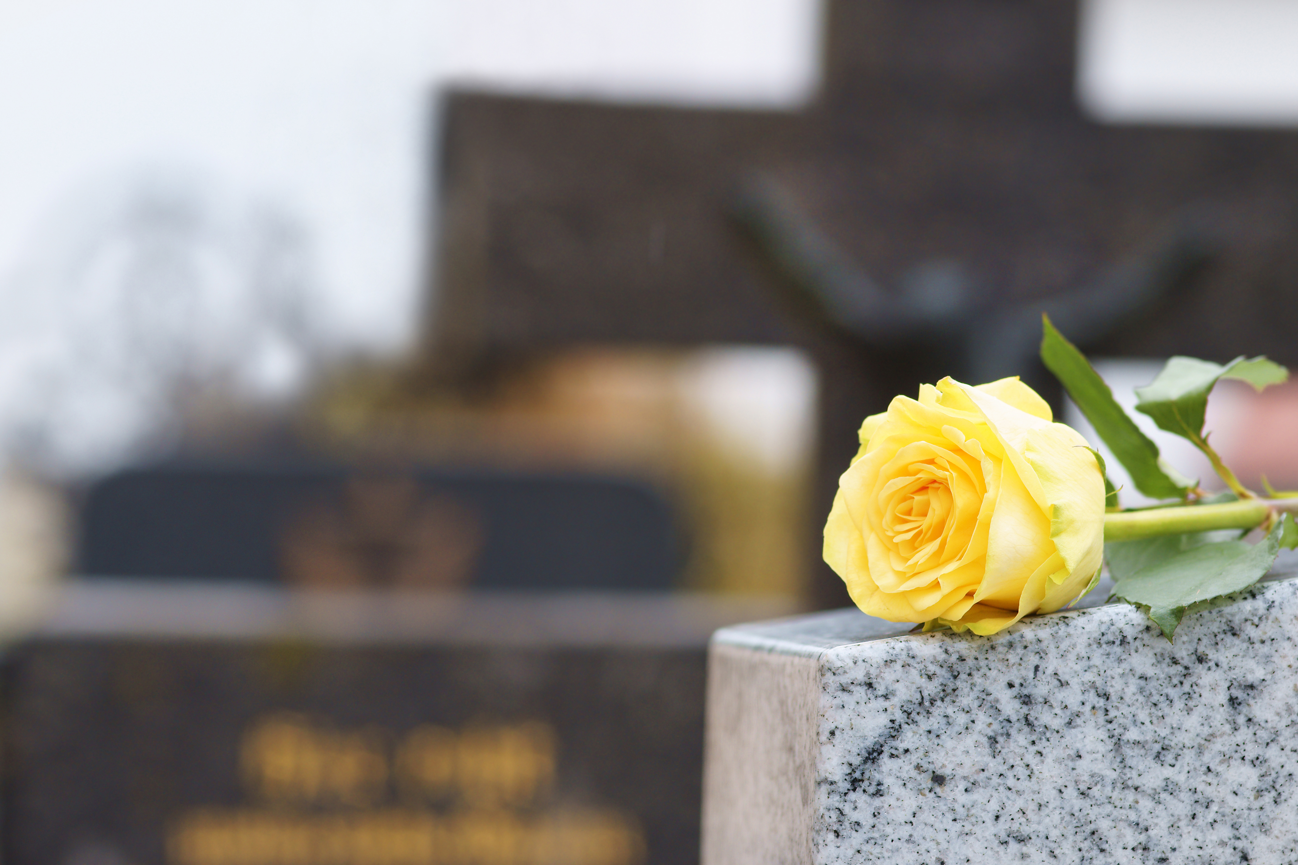 Gelbe Rose auf einem Grabstein auf dem Friedhof.