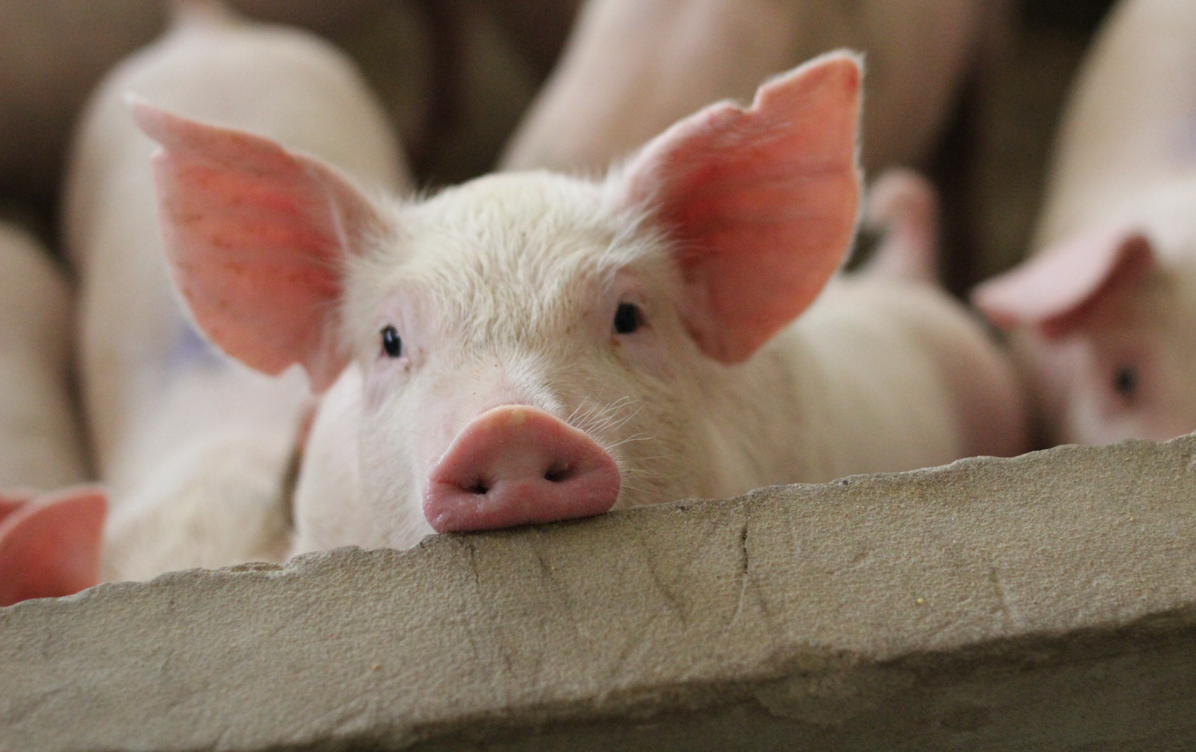Schweine im Maststall