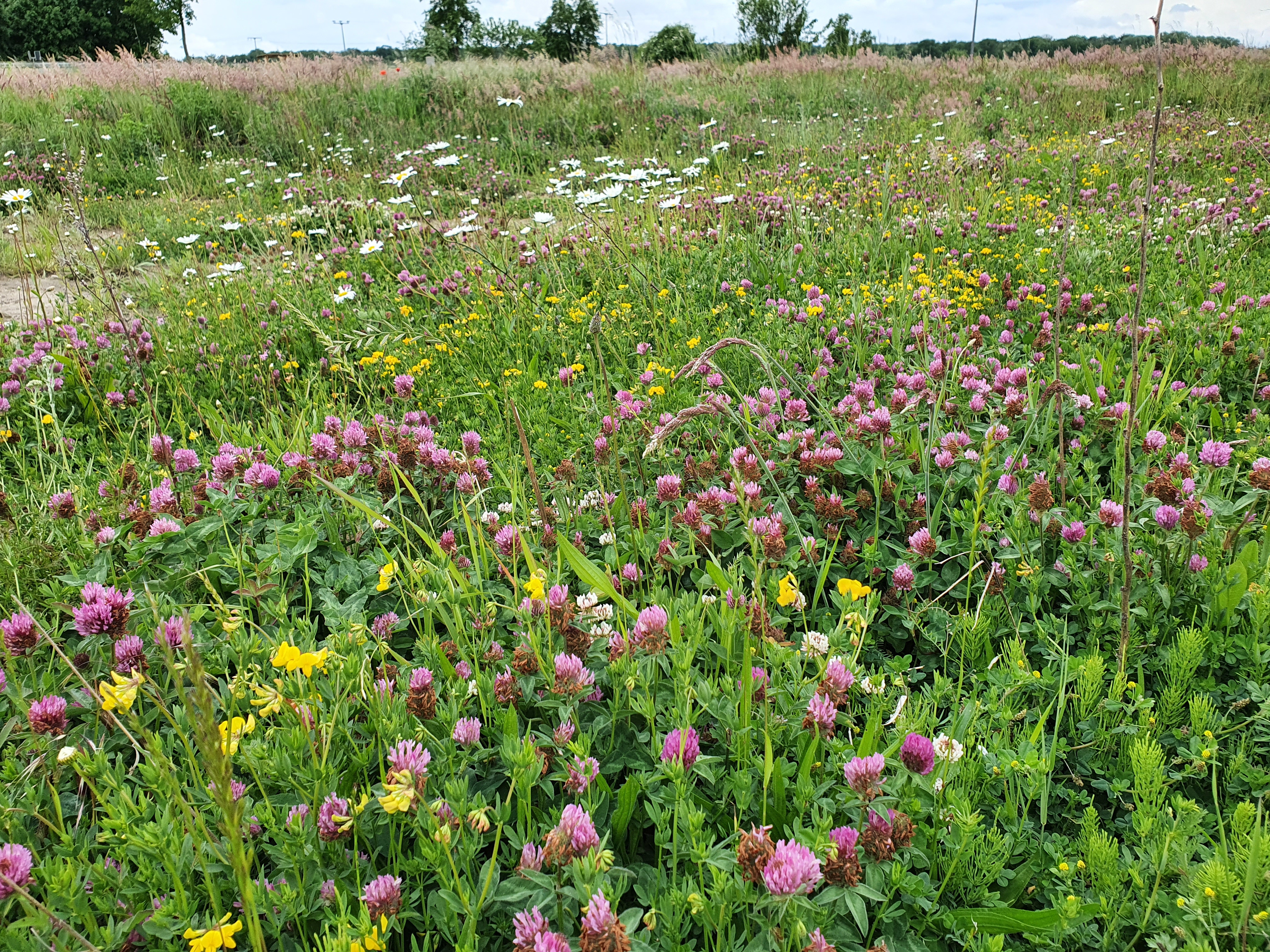 Blumenwiese in Gülze