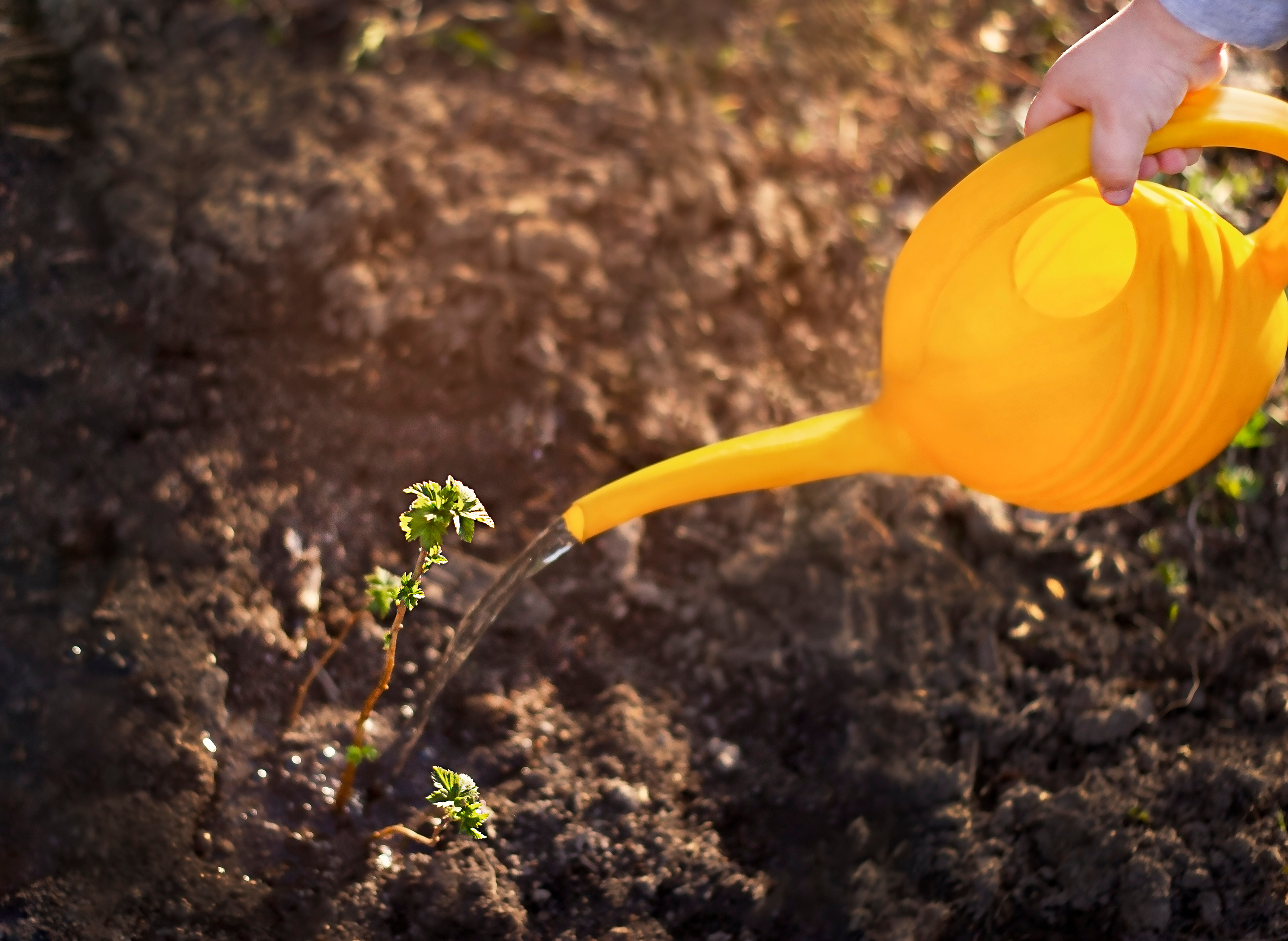 Mit einer gelben Gießkanne wird eine Pflanze auf einer Erdfläche gegossen.