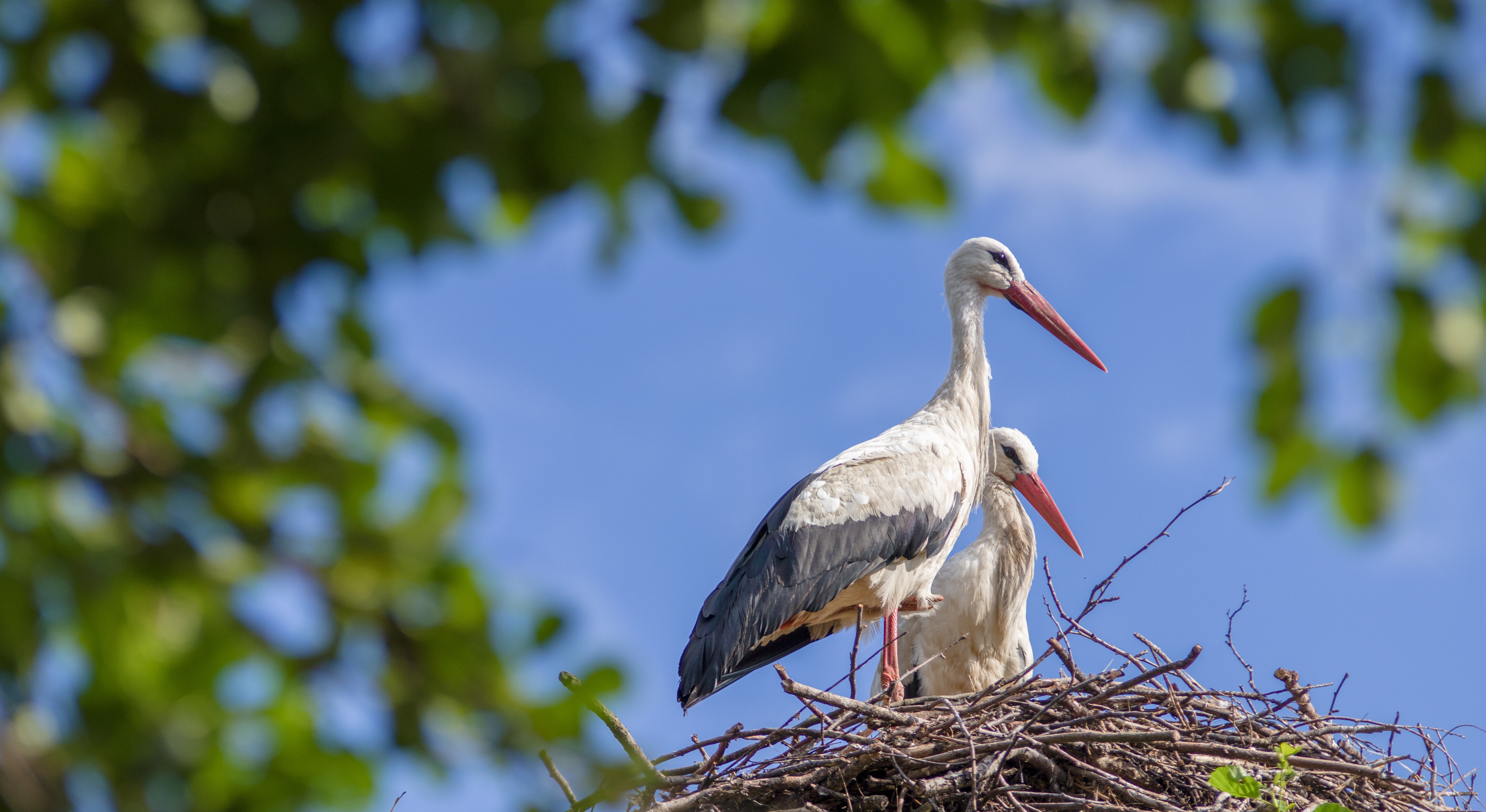 Ein Storch auf einer blühenden Wiese.
