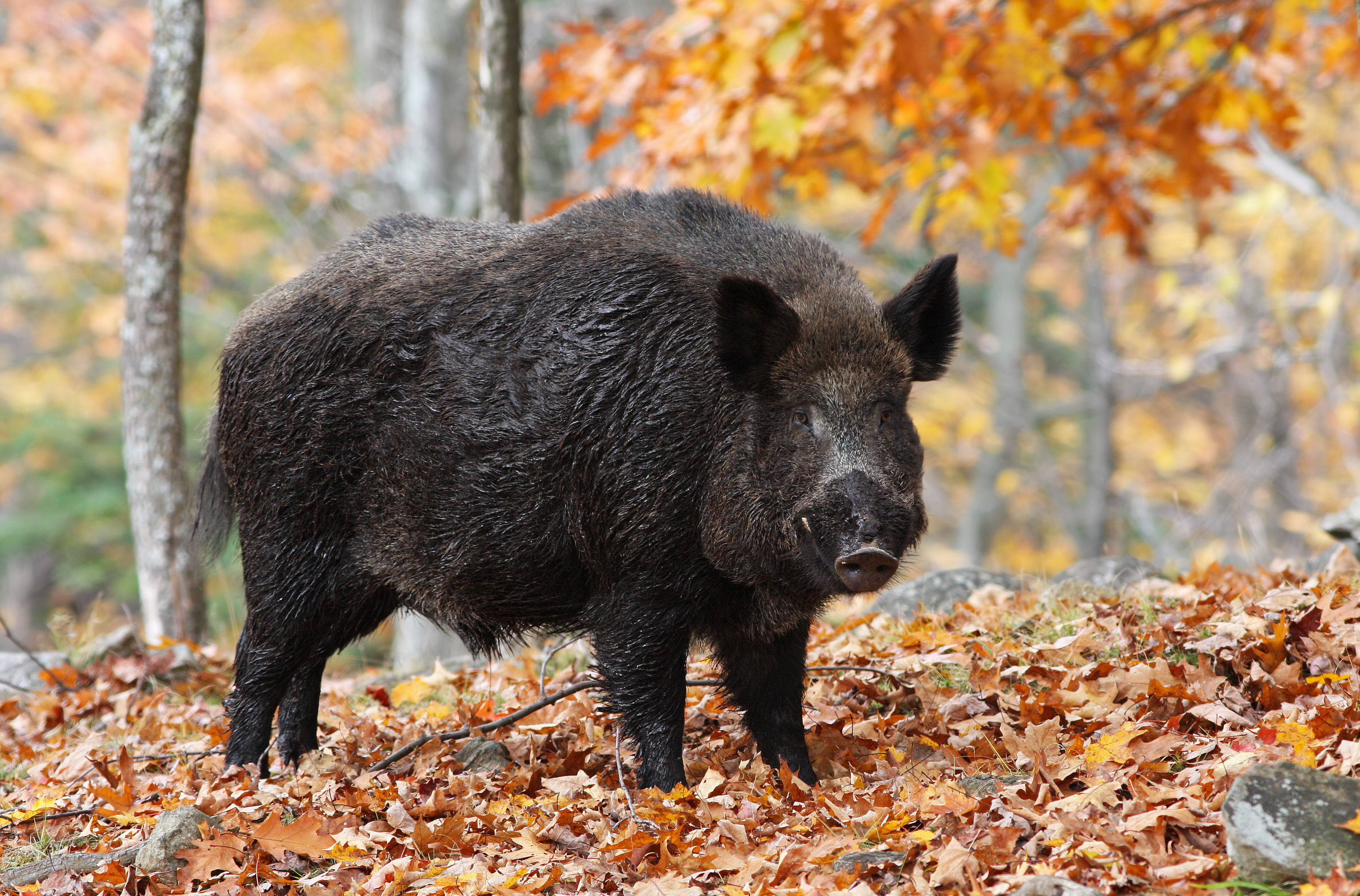 Wildschwein