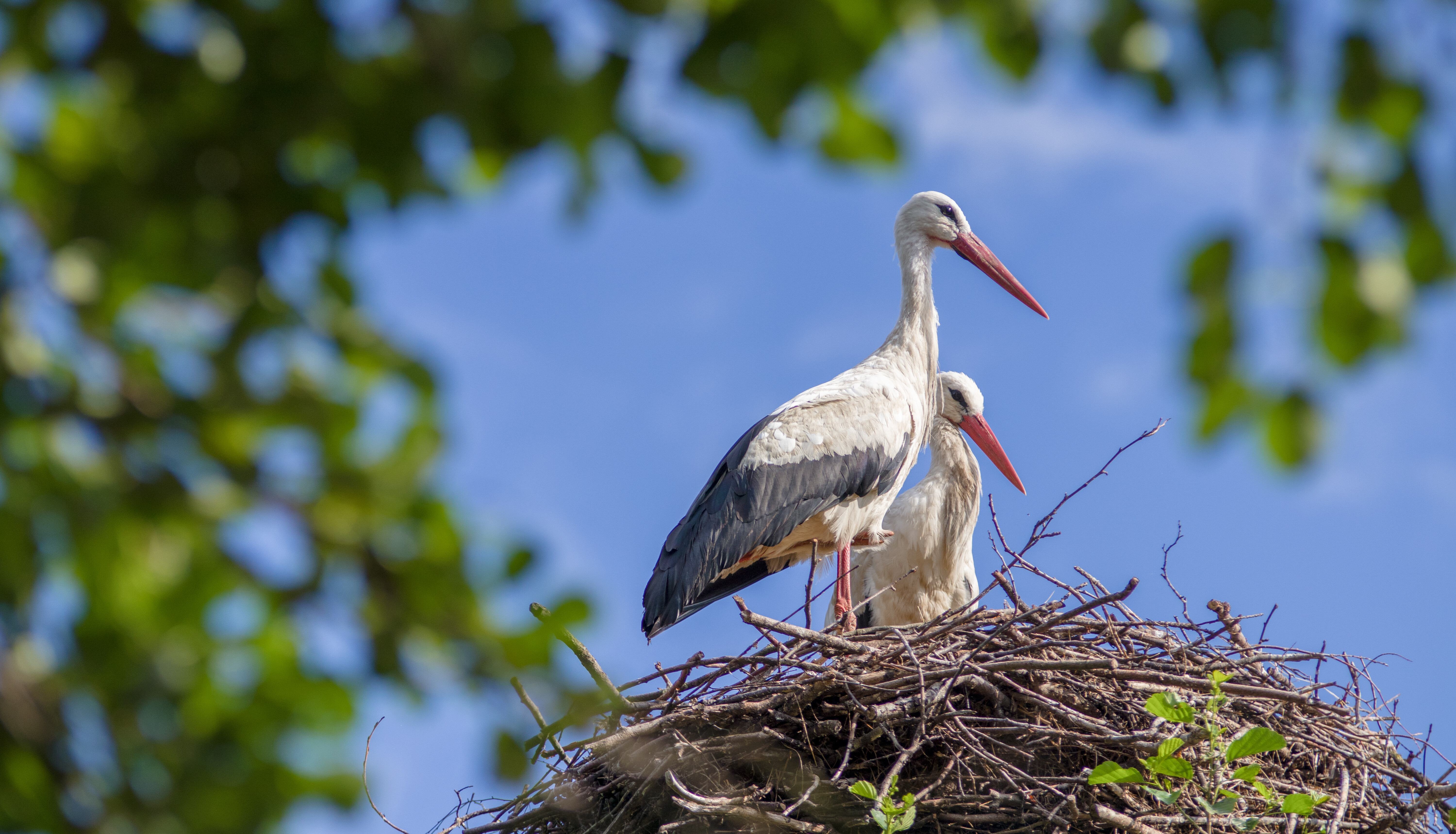 Storchenpaar im Nest.