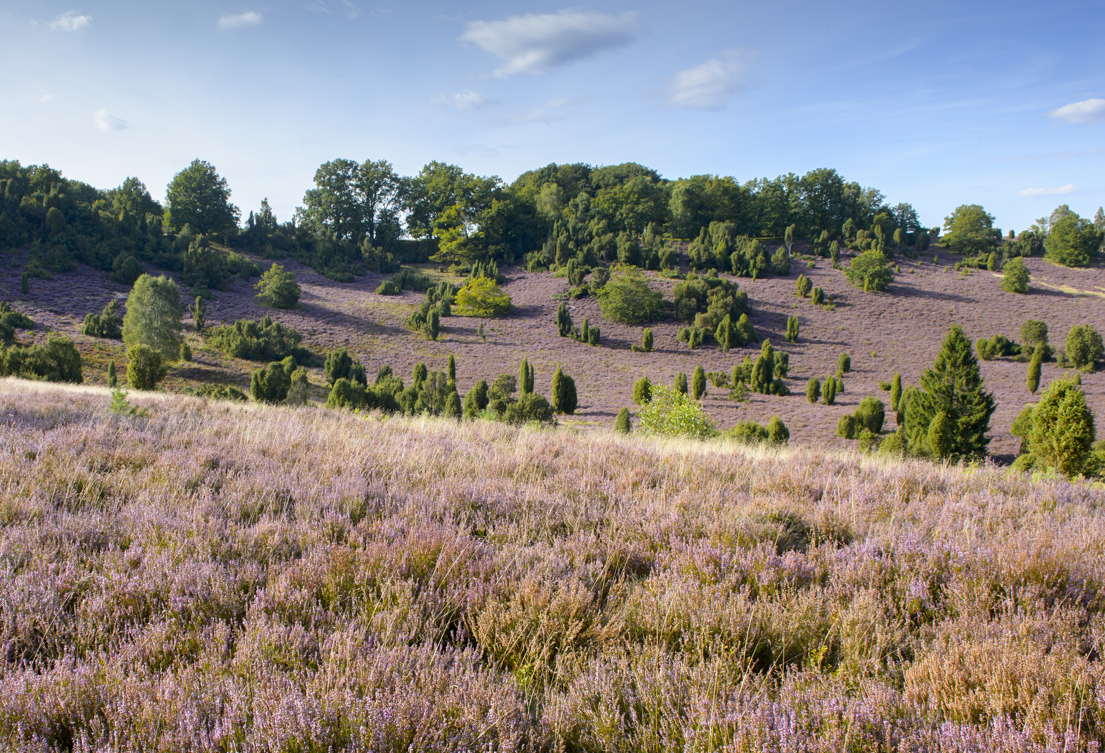 Naturschutzgebiet Lüneburger Heide Totengrund.