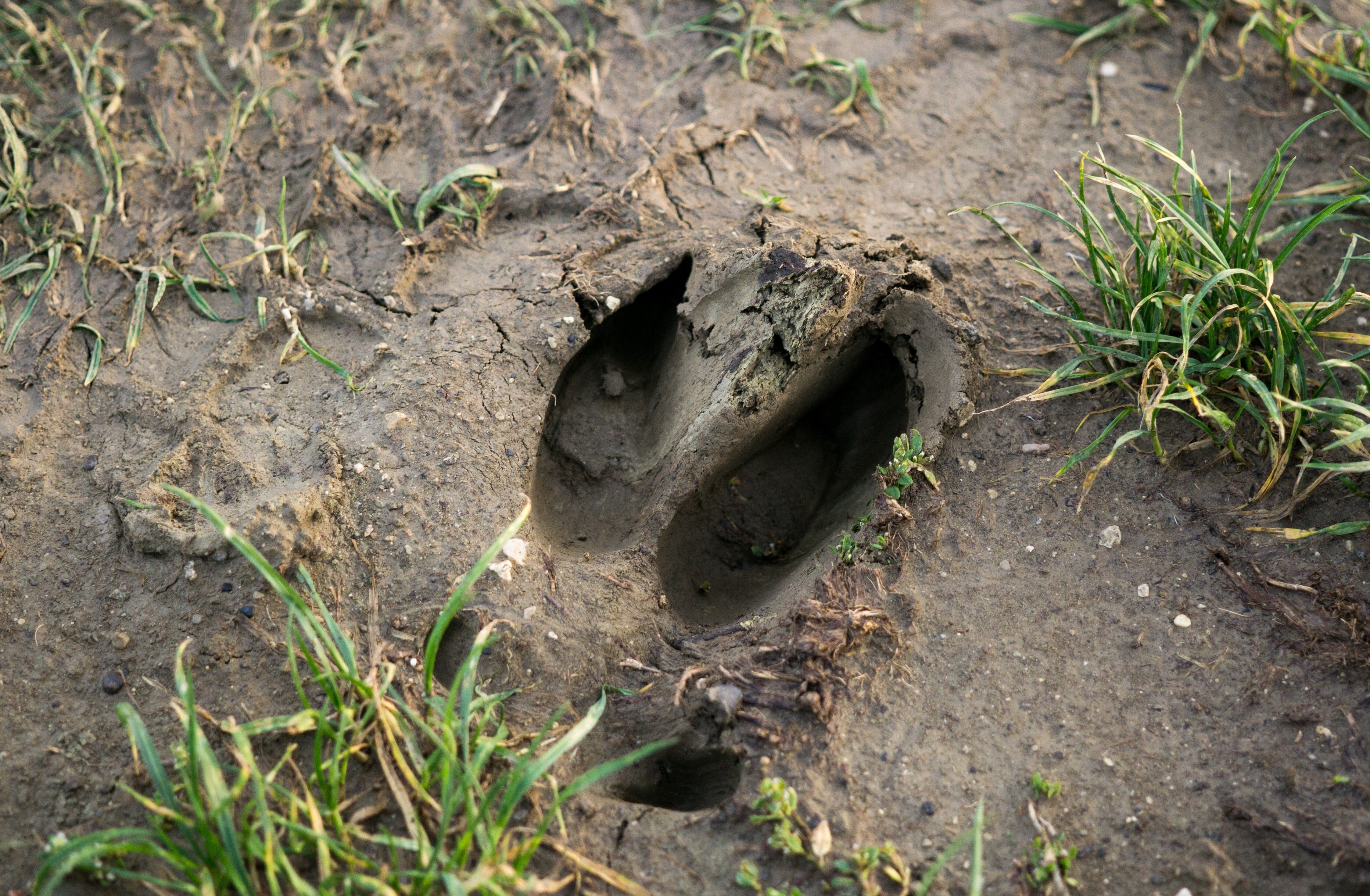 Die Spur eines Wildschweines im weichen Erdboden.