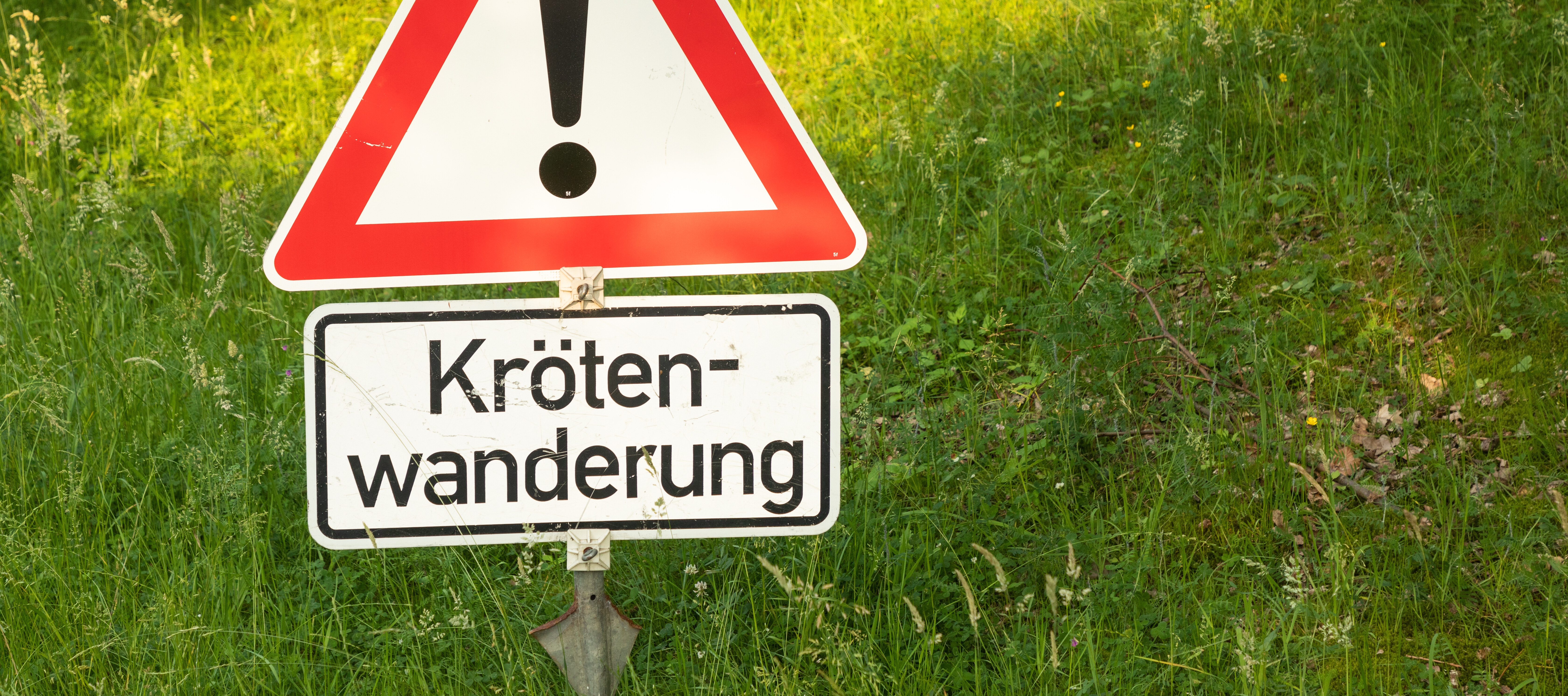 Ein Laubfrosch im Uferbereich.