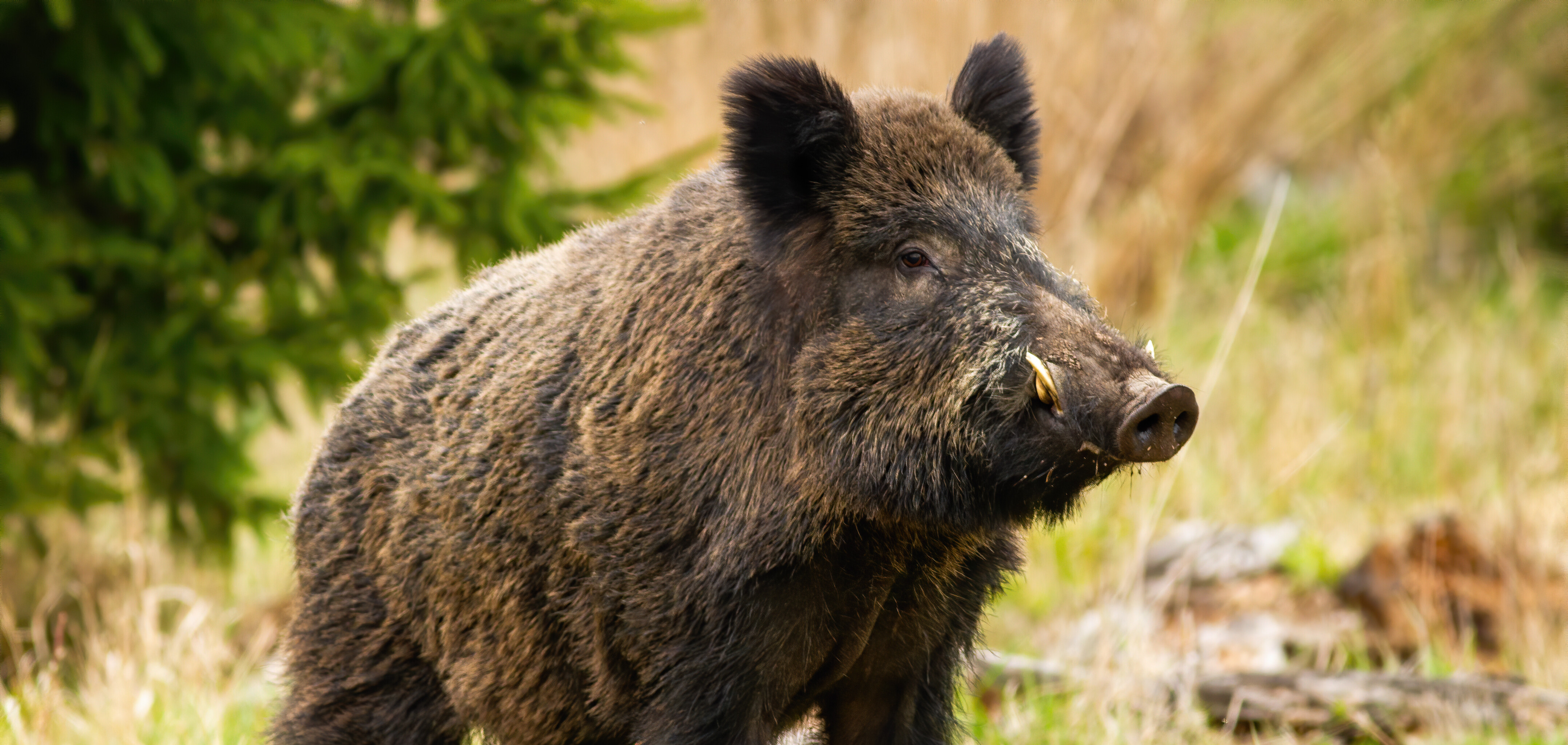 Ein Wildschwein.