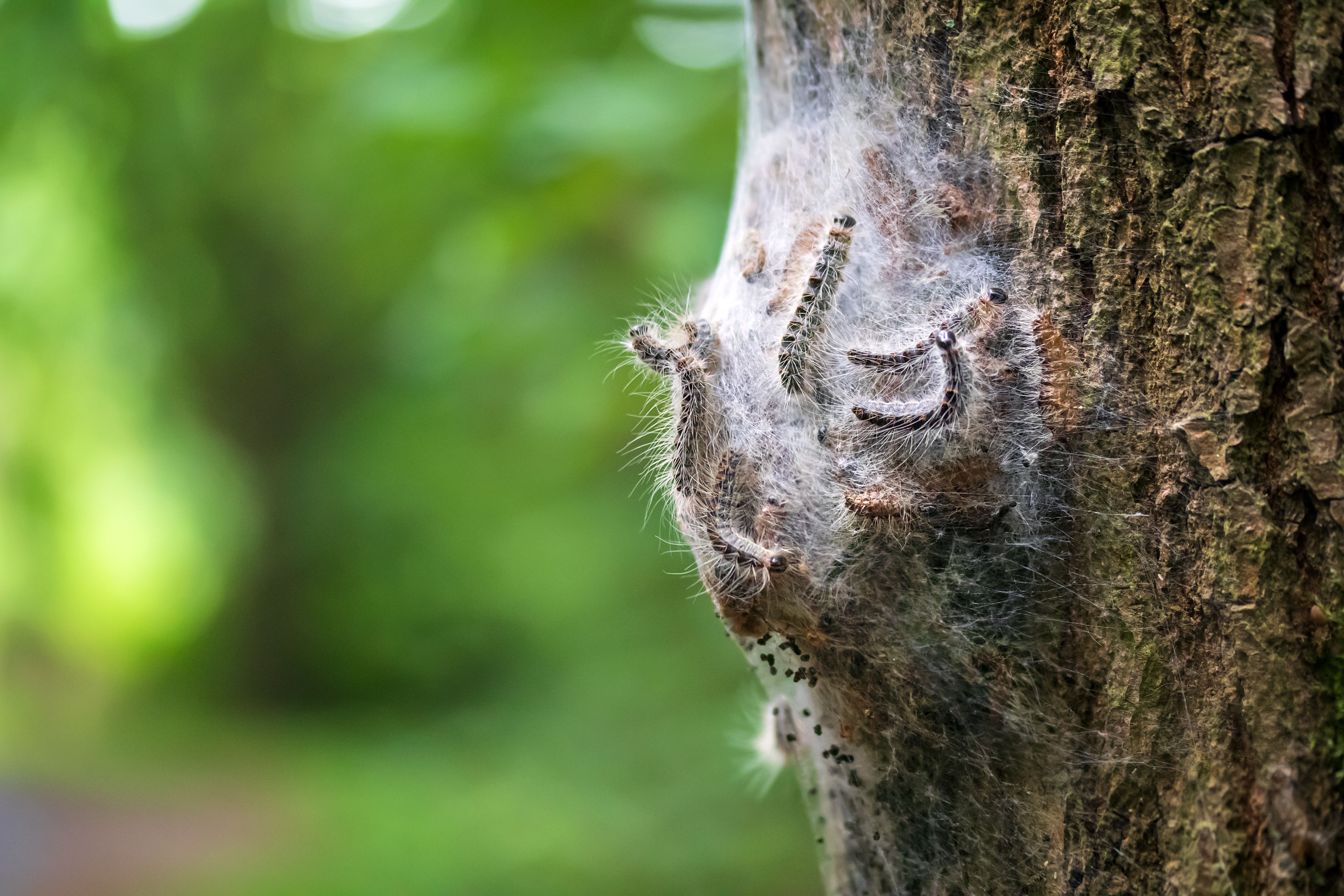 Ein Raupennest des Eichenprozessionsspinners mit giftigen Brennhaaren.