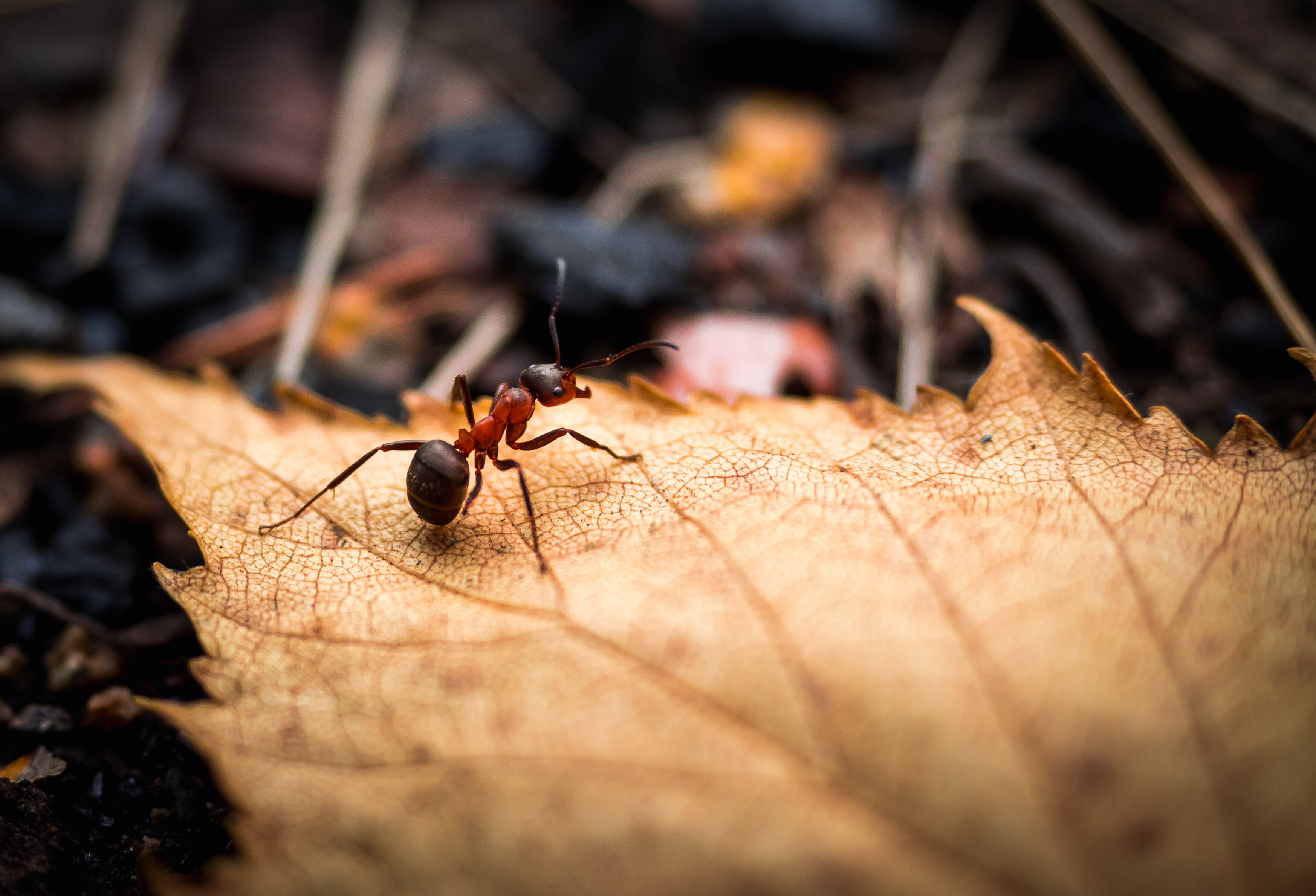 Nahaufnahme eines Waldes.