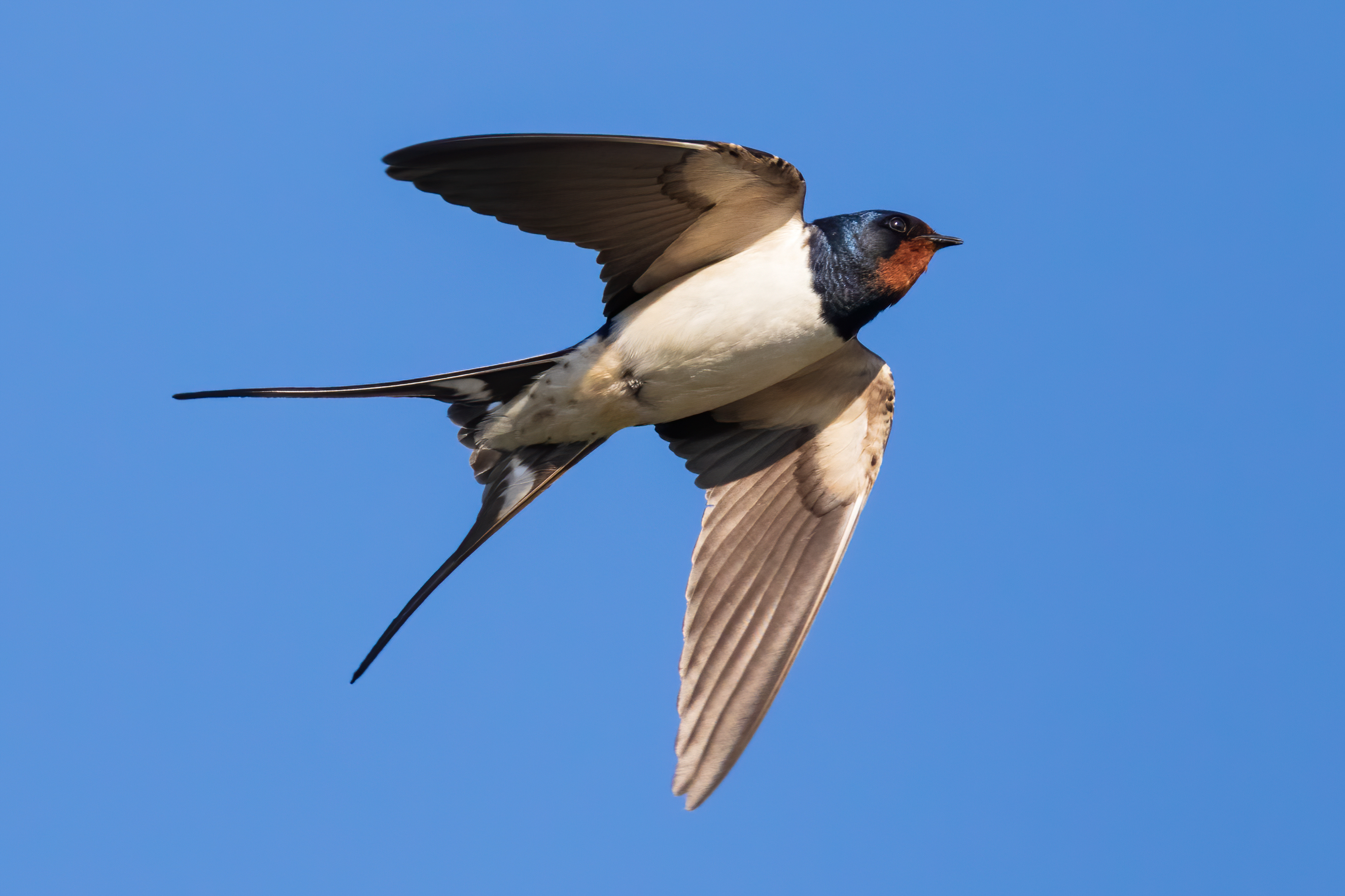 Eine Schwalbe fliegt vor strahlend blauem Himmel.